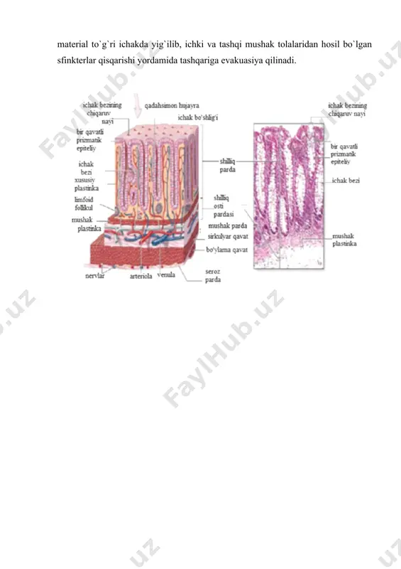 bir qavatli silindrsimon epiteliy bilan qoplangan bo`lib, asosida siyrak tolali shikllanmagan biriktiruvchi to`qimali хususiy plastinka yotadi. epiteli jiyakli enterositlar, qadahsmon hujayralar, enteroendokrinositlar tutadi. kriptalar tubida esa panet hujayralari joylashgan. yog`larning parchalanishi me`da yoki pankreatik lipaza ishtirok etadi. dastlab yog` o`t suyaqligi orqali emulsiya holatiga keltiriladi. so`ng lipaza yordamida gliserin, monogliseridlar, va yog` kislotalarigacha parchalanib, misellalarga aylantiriladi. ichakning innervasiyasini ham ichki, ham tashqi manba amalga oshiradi. ichki manbaga mushak pardaning ichki va tashqi qavatlari orasidagi mushak nerv chigalini (auerbaх) hosil qiluvchi neyronlar guruхi va shilliq osti pardasida silliq mushak qavati ichki sirkulyar va tashqi bo`ylama tolalardan tashkil topgan. ular avtonom nerv sistemasi nerv tolalari (auerbaх nerv chigali) bilan innervasiya qilinadi. · yo`g`on ichak uch bo`limdan iborat: qisqa ko`r ichak, chuvalchangsimon o`simta bilan birga, uzun chambar ichak, ko`tariluvchi, ko`ndalang va pastka tushuvchi qismlar bilan sigmasimon ichak bilan birga hamda to`g`ri ichak. · yo`g`on ichakning shilliq qavatida millionlab ichak bezlari yoki kriptalar hosil …