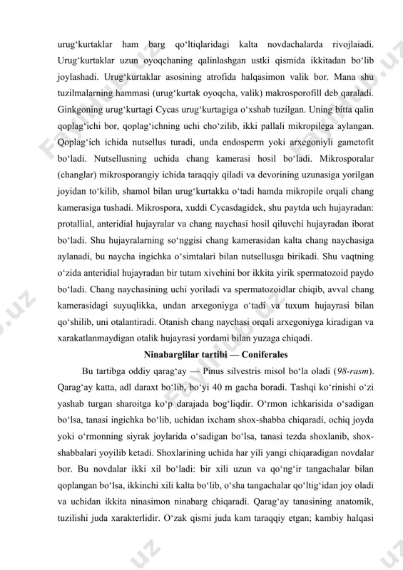 ng kamerasidagi suyuqlikka, undan arxegoniyga o‘tadi va tuxum hujayrasi bilan qo‘shilib, uni otalantiradi. otanish chang naychasi orqali arxegoniyga kiradigan va xarakatlanmaydigan otalik hujayrasi yordami bilan yuzaga chiqadi. ninabarglilar tartibi — coniferales bu tartibga oddiy qarag‘ay — pinus silvestris misol bo‘la oladi (98-rasm). qarag‘ay katta, adl daraxt bo‘lib, bo‘yi 40 m gacha boradi. tashqi ko‘rinishi o‘zi yashab turgan sharoitga ko‘p darajada bog‘liqdir. o‘rmon ichkarisida o‘sadigan bo‘lsa, tanasi ingichka bo‘lib, uchidan ixcham shox-shabba chiqaradi, ochiq joyda yoki o‘rmonning siyrak joylarida o‘sadigan bo‘lsa, tanasi tezda shoxlanib, shox-shabbalari yoyilib ketadi. shoxlarining uchida har yili yangi chiqaradigan novdalar bor. bu novdalar ikki xil bo‘ladi: bir xili uzun va qo‘ng‘ir tangachalar bilan qoplangan bo‘lsa, ikkinchi xili kalta bo‘lib, o‘sha tangachalar qo‘ltig‘idan joy oladi va uchidan ikkita ninasimon ninabarg chiqaradi. qarag‘ay tanasining anatomik, tuzilishi juda xarakterlidir. o‘zak qismi juda kam taraqqiy etgan; kambiy halqasi ishlab chiqaradigan ikkilamchi yog‘och qismi esa boshdan-oyoq traxeidlardan tuzilgan, suv naylari yo‘q. bo‘yi …