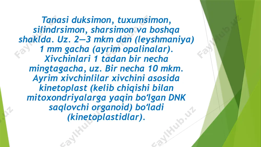 mansub parazit xivchinlilar urugʻi. uz. 15—40 mkm. gavdasi duksimon, yadrosi bitta. xivchini tanasining keyingi qismida joylashgan bazal tanachadan boshlanib, tanasi boʻylab oʻtgan va yupqa membrana yordamida pellikula qobiq bilan tutashgan. 10 dan ortiq turi bor. boʻyiga boʻlinish orqali jinssiz koʻpayadi. umurtqali hayvonlarning qoni, orqa miya suyukligi va boshqa toʻqimalarida parazitlik qiladi. osmotik oziqlanadi. ayrim turlari qonga eritrotsitlarni yemiruvchi toksinlar ajratadi. t. hasharotlar (setse pashshasi, soʻnalar), kanalar va boshqa tashuvchilar orqali yuqadi. odamda ogʻir uyqu va chagas, uy hayvonlarida “suv ogʻriq” (ot, tuya, fil, kuchuk) va nagana (qoramollar), kuyiqish (ot) kasalliklarini tarqatadi. tripanasomalarning quydagi turlari yaxshi o’rganilgan 1) afrika uyqu kasalligini qo’zg’atuvchisi- trypanosoma gambiense 2) chagas kasalligini qo’zg’atuvchisi- trypano­soma cruzi 3)uyqu kasalligining rodiziya shaklini keltirib chiqaruvchi-trypano­soma rhodesiense trypanosoma gambiense-afrikada tarqalgan juda og’ir “uyqu kasalligi”” deb atalgan kasalikgini qo’zatuvchisi hisoblanadi. xx asrning birinchi yarmida bir milliondan ortiq kishi shu kasallikdan halok bo’lgan. kasallik tana haroratining ko’tarilishi bilan boshlanadi, nerv sistemasini shikastlaydi.bemorda uxlab …