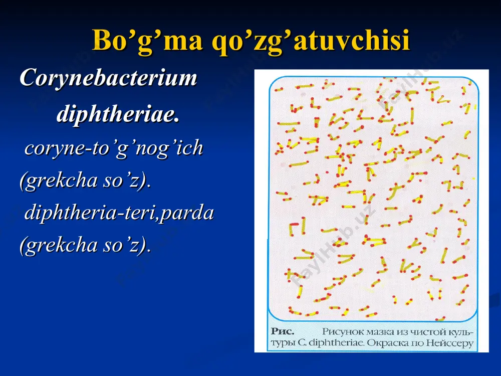 er usuli 2. bakteriologik а) biovarlarni aniqlash. b) sof kultura ajratish. v) identifikatsiyalash identifikatsiyalashda asosan 4 ta xususiyati oʼrganiladi 1) toksigenlik xususiyati. 2) bioximik xususiyati. 3) morfologiyasi. 4) kultural xususiyati. toksigenlik xususiyati gelda pretsipitatsiya reaktsiyasi yordamida «in vitro» aniqlanadi. biologik usulda - ekzotoksinini «in vivo» laboratoriya hayvonlarida aniqlanadi davolash: 1. antitoksin zardob. 2. anatoksin. 3. antibiotiklar. profilaktika: 1. аkds. 2. аds-anatoksin. 3. difteriya anatoksini. * mikobakteriyalar oilasi actinomycetalis - qatori mycobacteriaceae - oilasi mycobacterium - avlodi turlari 1. mycobacterium tuberculosis: а) odam va hayvonlarda kasallik keltirib chiqaradi. b) dengiz choʼchqasi sezuvchan. v) 92 % holda kasallikni keltirib chiqaradi. 2. mycobacterium bovis : katta shoxli qoramollar choʼchqalar odamlar quyonlar yuqori sezuvchan 5 % xollarda kasallikni keltirib chiqaradi. 3. mycobacterium africanus а) tropik аfrika davlatlaridagi odamlarda kasallik keltirib chiqaradi. b) 3% hollarda kasallik keltirib chiqaradi. 4. mycobacterium leprae moxov kasalligini keltirib chiqaradi. birinchi marotaba nemis olimi robert kox 1882 yilda sil qoʼzgʼatuvchisini …