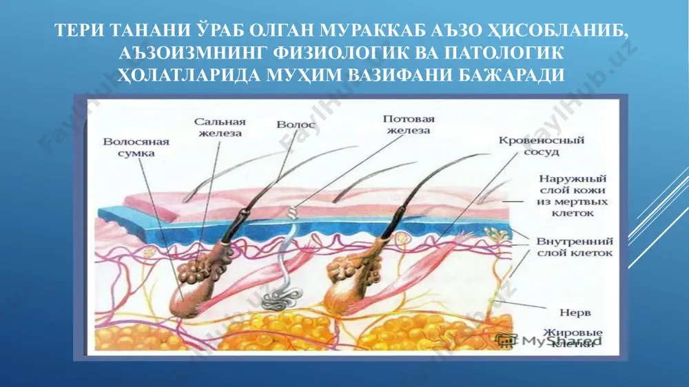 лашмаган бўлади. чиқарув йўлларининг такомиллашиши боланинг 5 ойлигида кузатилиб, 7 ѐшда ўз ниҳоясига етади. чақалоқларнинг қўлтиқ ости, қов, анус атрофида аппокрин тер безлари бўлиб, бу безлар бир ойлик болалар танасида ҳам бўлади. аппокрин тер безлари фаоллиги эрта ѐшдаги болаларда умуман бўлмай, 8-10 ѐшдан кейин фаолияти бошланади соч ўсиши. янги туғилган боланинг сочи ривожланган, хар хил узунликда, рангда бўлиб, майин бўлади. уларда соч фолликуласи бўлмаганлиги сабабли тез тўкилади. кейинчалик соч хар хил қалинликда ѐки сийрак бўлиб ўсиши мумкин. чақалоқларда қош ва киприклар кам тараққий этган бўлиб, кейинчалик улар узунлиги ўсиши тезлашади, энига эса қалинлашади. 3-5 ѐшли болаларда киприк узунлиги худди катталарникидек бўлади, шунинг учун бу ѐшдаги болаларнинг киприги узундек туюлади. тирноқнинг ривожланиши. янги туғилган чақалоқларда тирноқлар ҳали юпқа бўлади. кейинчалик ҳаѐт давомида тирноқлар бўйига ўсиб, қалинлашиб, шакли ўзгариб боради. вақтига етиб туғилган чақалоқларда тирноқлар бармоқни учига етган бўлади, чала туғилган болаларда эса бармоқни тўлиқ ѐпмайди. тери болаларда ўзига хос анатомо-физиологик ҳусусиятларга …