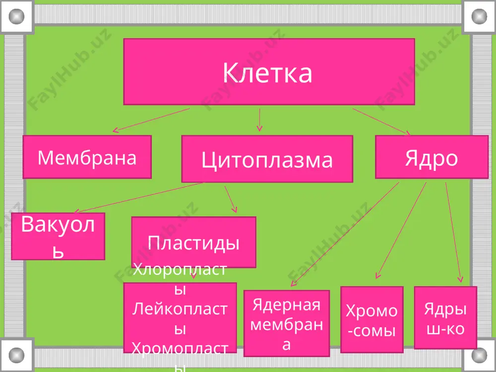 к, накапливаются питательные вещества и ненужные клетки продукты жизнедеятельности. 5. придает клетке форму, защищает её содержимое. 6. хранит наследственную информацию. жизнедеятельность растительной клетки. движение цитоплазмы питание клетки дыхание клетки рост и развитие процесс деления клетки называется митоз (от греч. слова «митос» — нить). в процессе митоза из одной материнской клетки образуются две дочерние. при этом вся генетическая информация дочерних клеток полностью совпадает с генетической информацией материнской клетки, то есть они являются как бы копией материнской клетки. деление клетки митоз ядро клетки увеличивается в размерах, в нем становятся заметны хромосомы. хромосомы — (от греч. слов «хромо» — цвет и «сома» — тело) особые органоиды, обычно цилиндрической формы. они передают наследственные признаки от клетки к клетке. каждая хромосома делится продольно на две равные половинки, которые расходятся к противоположным концам материнской клетки. вокруг разошедшихся хромосом формируется ядерная оболочка, каждая хромосома достраивает недостающую половинку. в результате получается два дочерних ядра с таким же количеством …