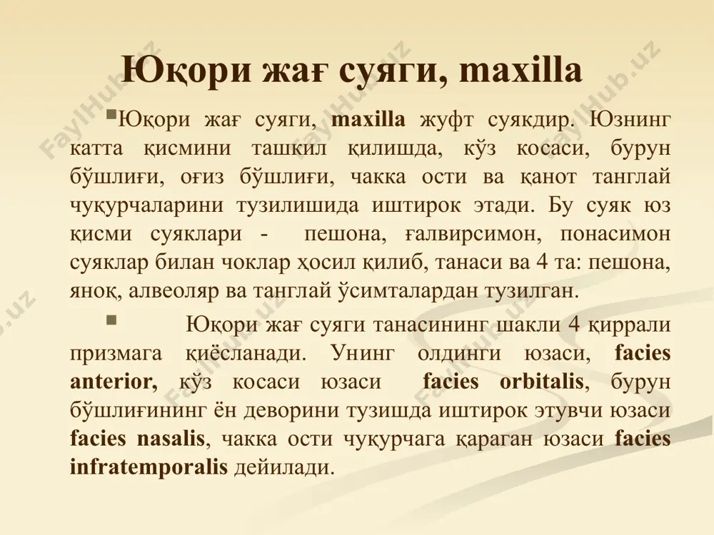 inora бор. улар мускул пайлари ва бойламлар бирикиши учун хизмат қилади. эътиборингиз учун рахмат !