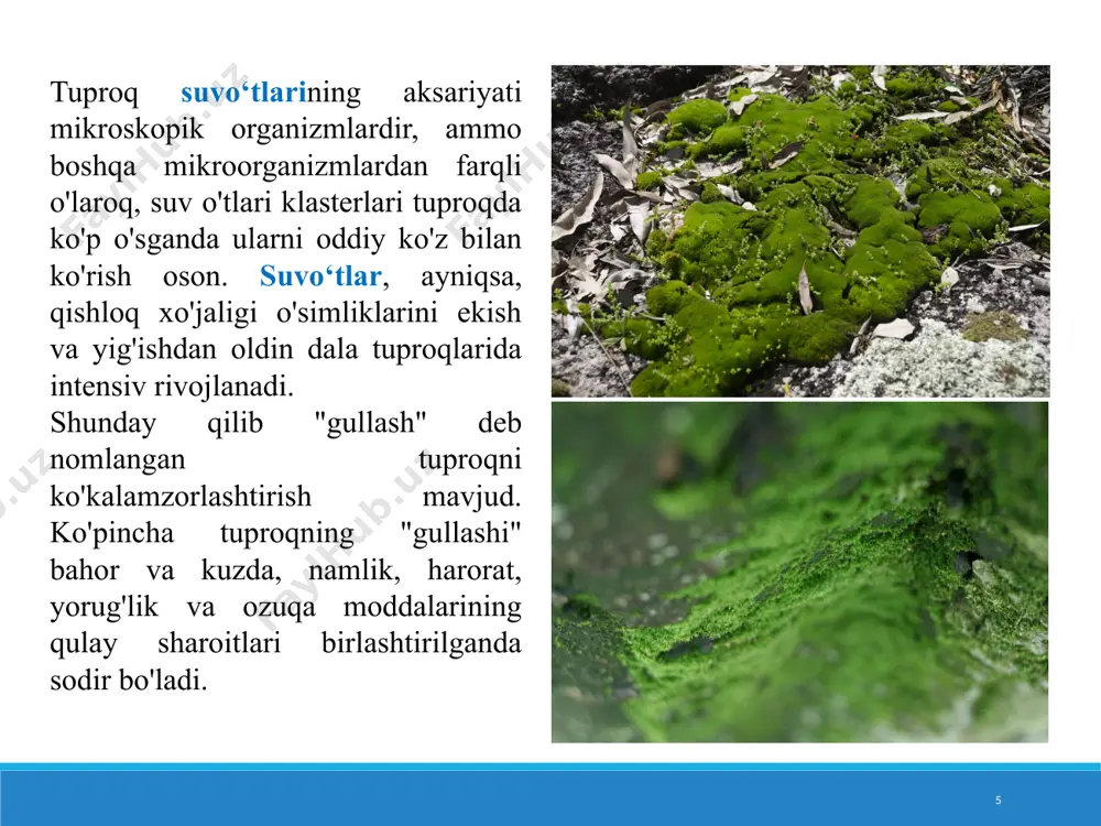 tuproqlarni biologik faolligi - Page 5