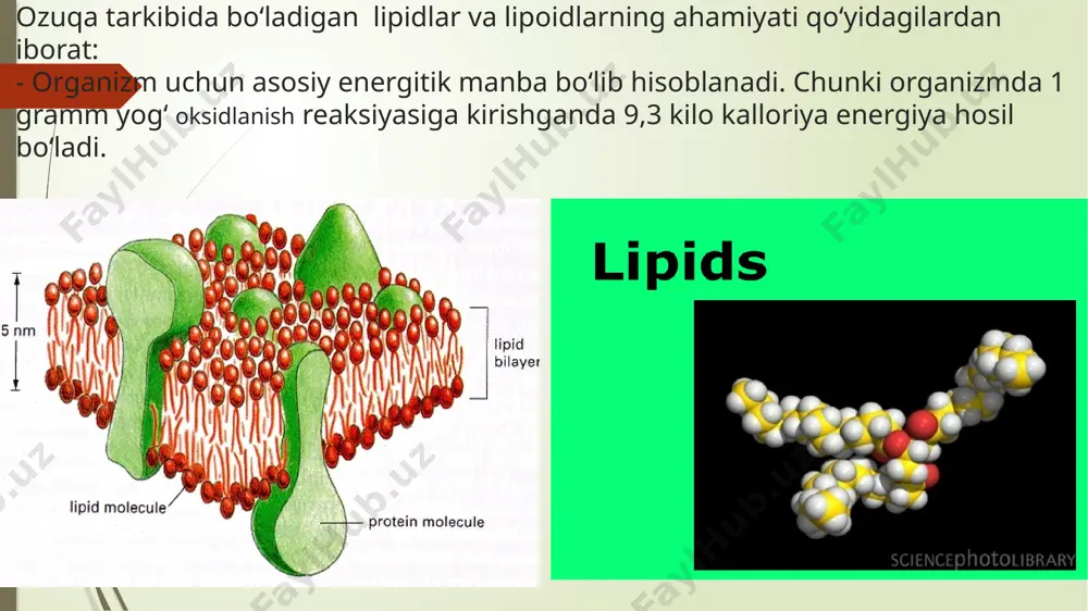 di. shuning uchun uning ozuqboplik ahamiyati yo‘q. fosfolipidlar va fosfatlar. bular juda muhim fiziologik ahamiyatga ega bo‘lgan birikmalar bo‘lib, ular ham huddi yog‘lar kabi yuqori molekular yog‘ kislotalarning ko‘p atomli spirtlar bilan hosil qilgan murakkab efiridir. ular tarkibida qo‘shimcha ravishda fosfat kislota qoldigi va asoslar bo‘ladi. fosfatidlar va fosfolipidlar tarkibida uglerod, vodorod va kisloroddan tashqari azot va fosfor elementlari uchraydi. fosfatidlar dukkakli va mosh o‘simliklar urug‘ida hamda parrandalar tuxumida ko‘p bo‘ladi. masalan, chigitda 1,7-1,8%, no‘xatda 1,0-1,1%, bug‘doyda esa 0,4-0,5% ni tashkil qiladi. fosfatidlar boshqa lipidlar bilan birgalikda hujayra periferik qatlamlarida lipoid qobig‘ini tashkil qiladi. glikolipidlar. glikolipidlar murakkab yog‘lar guruhiga kirib, glitserinning biror shakar bilan birikishidan hosil bo‘ladi. ko‘pincha o‘simlik glikolipidlari tarkibida galaktoza shakari uchraydi. tarkibida galaktoza shakari uchraydigan glikolipidlarni galaktolipidlar deyiladi. glikolipidlarning energetik to‘yimliliga yog‘larniki singari, lekin ularning biologik ahamiyati yuqoridir. ayniqsa, glikolipidlar o‘simliklar bargida ko‘plab uchraydi (barglarda fosfolipidlarga qaraganda besh marotaba ko‘p uchrashi aniqlangan). so‘nggi yillarda o‘simlik xloroplastlari tarkibida …