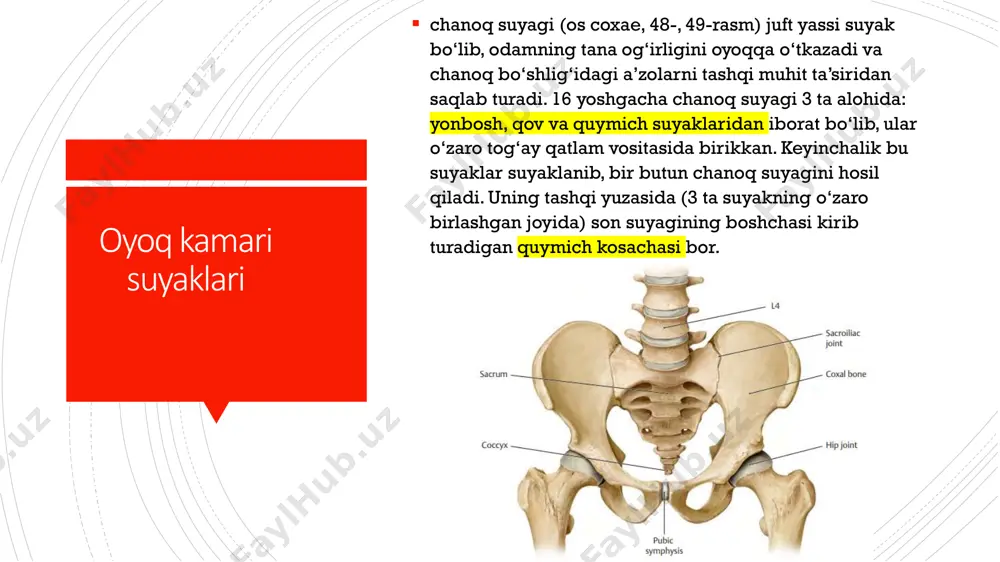 stga tomon boshcha torayib kichik boldir suyagi bo‘yinchasini hosil qilib suyak tanasiga o‘tadi. kichik boldir suyagining tanasi uch qirrali, o‘zining bo‘ylama o‘qi atrofida biroz buralgan. oyoq panjasining suyaklari oyoq panjasining suyaklari (ossa pedis,) xuddi qo‘l panjasiga o‘xshab kaft usti soha suyaklari, oyoq kafti suyaklari va barmoq suyaklaridan iborat. kaft usti soha suyaklari (ossa tarsi) ikki qator joylashgan 7 ta g‘ovak suyakdan iborat. orqa (proksimal) qatorda 2 ta katta: oshiq va tovon suyaklari, oldingi (distal) qatorda qayiqsimon, lateral, oraliqdagi, medial ponasimon va kubsimon suyaklar bor. e’tiboringiz uchun rahmat!!!!!