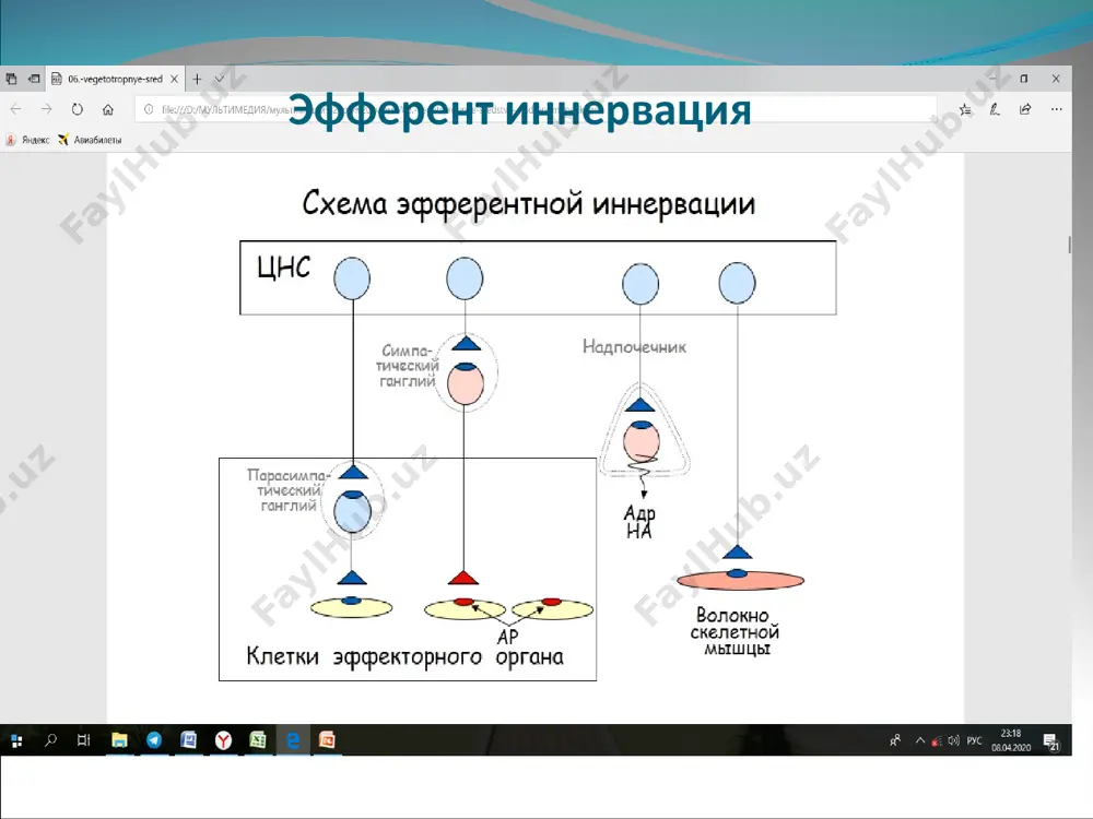 рларни қўзгатиб, артериола ва венулалар силлиқ мушакларини торайтиради, артериал ҳамда вена босимини оширади. қон босими қисқа муддатга кўтарилади, кейин пасаяди. норадреналин юрақдаги β- адренорецепторларни адреналинга нисбатан кучсизроқ қўзғатади, юрак зарбининг ҳажми ошса ҳам юрак уриши тезлашмайди, ҳатто бир оз секинлашиши мумкин. чунки юракдан катта зарб билан чиққан қон аортадаги барорецепторларни қўзғатиб, рефлектор йўл билан вагус нерви фаоллигини ошириб юборади. норадреналин юборилганда юз берадиган брадикардиянинг олдини олиш учун атропин қўллаш мумкин. норадреналин қон босими кескин пасайиб кетганда — қон томирлар қоллапсида қўлланади, кардиоген шок ҳамда қон қуйганда рўй берадиган гемотрансфузион шокларда норадреналин қўллаш ман этилади. норадреналин фақат венага томчилатиб юборилади, огиз орқали юборилса парчаланиб кетади, тери остига юборилса, қон томирларни кескин торайтириб, тўқималарда некроз ҳосил қилиши мумкин. организмда норадреналиннинг фаоллиги тезда камайиб кетади, қисқа муддат таъсир кўрсатади. адреналин ва норадреналиннинг юрак ва қон томирлар фаолиятига таъсири юрак томирлари юрак, миянинг скелет му- шаклари томирлари томирларнинг кенгайиши ҳамма томирлар тож томирлардан бошқа …