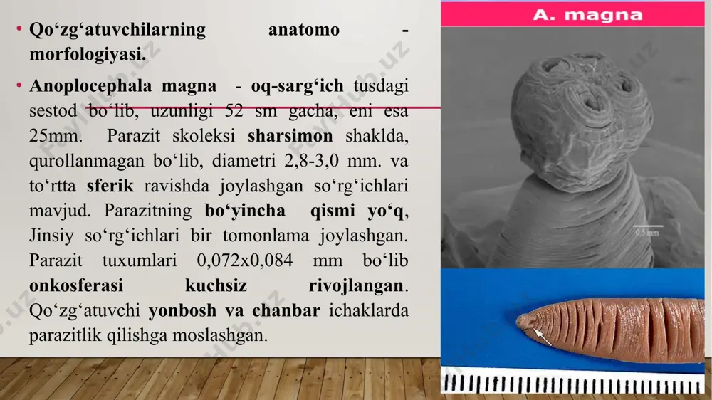 rda katta yoshdagi otlarning 60 va toylarning 100% i anoplosefalidlar bilan invaziyalanadi. hayvon ichagida sestodalar juda ko‘p (a.perfolliata 900, p.mamillana 100, a.magna 120) nusxaga yetishi mumkin. otlar odatda yuqorida eslatilgan uchta qo‘zg‘atuvchisi bilan birdaniga invaziyalanishi mumkin. klinik belgilari. kasallik belgisi qo‘zg‘atuvchi sestodaning ichakdagi soniga, hayvonning yoshiga, qarshi ko‘rasha olish holatiga bog‘liq. boshqa kasallik bilan zararlangan hayvonlarda anoplosefalidoz juda og‘ir o‘tadi. otlar yengil koʻrinishda kasallanganda, ularning o‘sishi va rivojlanishi sekinlashadi, ishtahasi pasayadi, qorni kattalashib, junlari hurpayadi, hayvonlarning ichi ketadi. o‘lim bilan tugaydigan og‘ir formada kasallangan hayvonning ahvoli birdaniga og‘irlashadi, ishtahasi bo‘lmaydi, ko‘p yotadi, ayrim vaqtlarda boshini orqaga tashlaydi, yurak urishi va nafas olishi tezlashadi. tez-tez holdan ketadi, qulaydi, sanchiqlar paydo bo‘ladi. toychalar ko‘p yotadi, qorniga qarayveradi. kasallik taxminan bir yarim oygacha davom etib, hayvon kundan kunga ozadi, qoni kamayadi, 1 mm³ dagi qizil qon tanachalarining soni 3-2 milliontagacha kamayadi. soe (eritrositlarning cho‘kish tezligi) ortadi. patologoanatomik o‘zgarishlar. anoplosefalidozdan o‘lgan hayvonning jasadi oriq, …