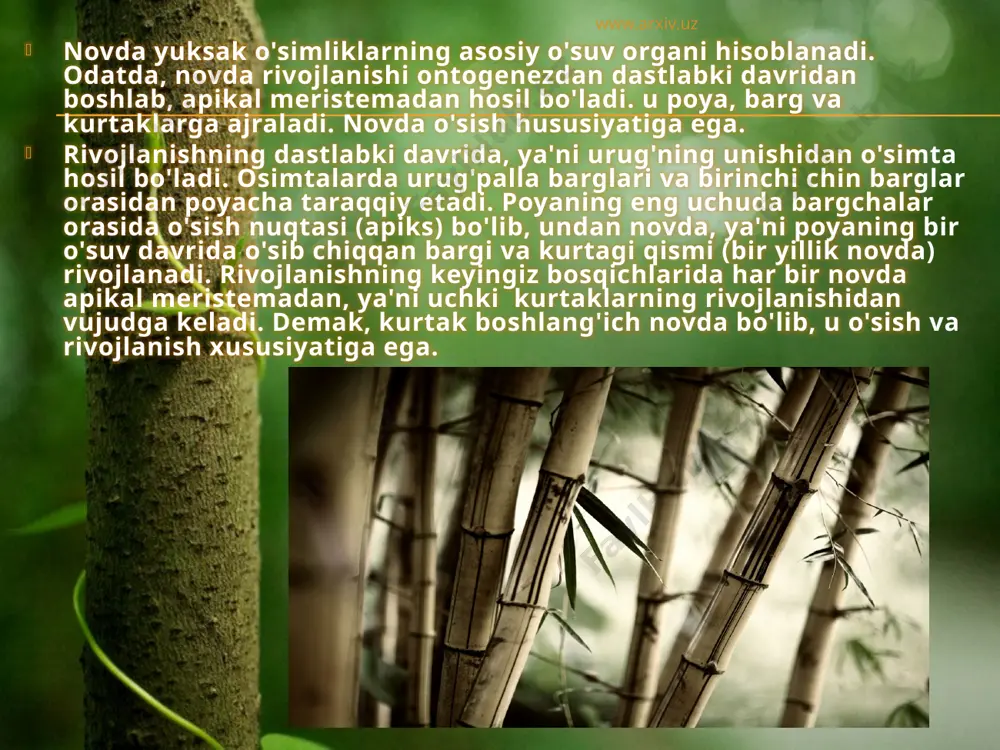 di. undan asosiy novda rivojlanadi. asosiy novdaning poya bilan barg o'rtasidagi burchakka barg qo'ltig'i deyiladi. barg qo'ltig'idan kelgusida novda o'sib chiqadigan bir necha yon kurtaklar vujudga keladi. yon kurtaklarning o'sishidan i-ii tartib novdalar taraqqiy etadi. natijada i,ii va iii tartib novdalar hosil bo'ladi, bularning yig'indisiga novdalar sistemasi deb ataladi. www.arxiv.uz kurtak. kurtak o'simlikning tana, barg, gul va boshqa qismlarini hosil qiluvchi murtak shaklidagi novdadir. kurtak murtak oq'idan va undagi murtak bargchalaridan iborat bo'lib, uning uchida o'sih nuqtasi bo'ladi. kurtklar joylashishiga ko'ra uchki hamda yon (qo'ltiq) kurtaklarga bo'linadi. yon kurtaklar bitta va ba'zan bir necha kurtaklardan iborat bo'ladi. ular ustma-ust joylashsa serial (lot. series-qator) kurtak deb ataladi, (masalan, uchqat, yomg'oq, oq akatsiya va boshqalarda uchraydi.) agar kurtak birgalikda yonma-yon joylashsa, kollateral (lot.kol-birgalikda; lateragis-yon tomon) deyiladi. bundan tashqari qo'shimcha yoki adventiv (lot.adventikus-kelgindi, tasodifiy) kurtaklar ham bo'ladi. adventiv kurtaklar vegetativ ko'payish vazifasini bajaradi. www.arxiv.uz tuziliahi va vazifasiga ko'ra, kurtaklar xar xil-o'suv, o'suv-generativ hamda …
