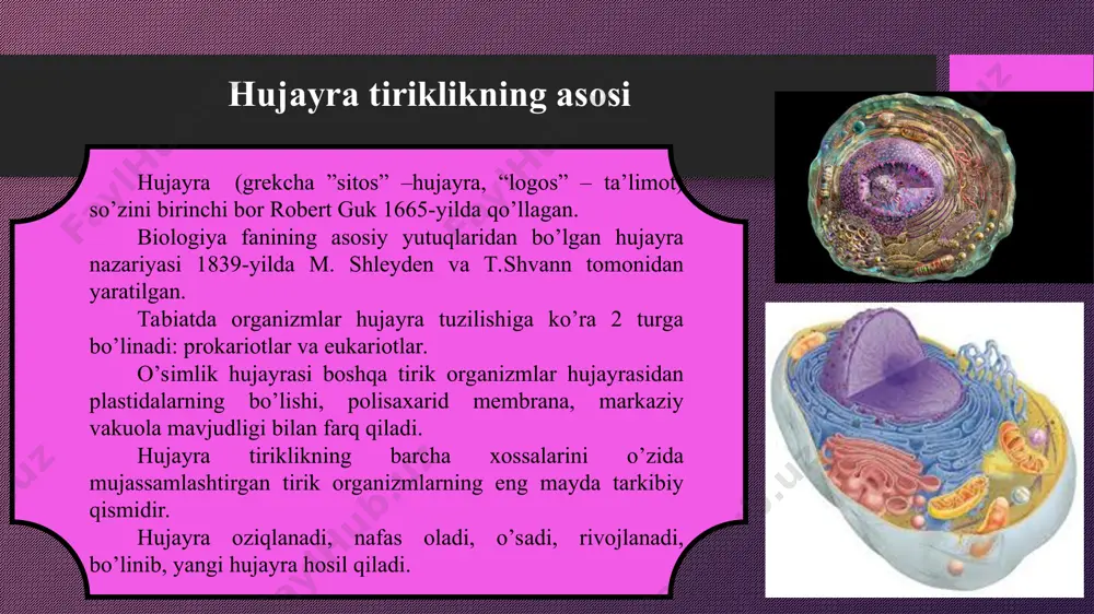 a ishtirok etadi (ayrim leykoplastlarda oqsil va moylar ham to‘planadi). 2.xromoplastlar — har xil rangga ega plastidalar. ular gullar va mevalarga rang beruvchi karotinoidlardan iborat. 3. xloroplastlar — yashil pigmentlar, fotosintez jarayonini amalga oshi radi. o’simlik hujayrasi hujayra qobig’i va uning ichidagi tirik qism: protoplastdan tuzilgan. protoplast tarkibida sitoplazma, yadro, mitoxondriya, plastida, vakuola kabi tirik organoidlar mavjud. hujayra membranasi hujayraga mexanik mustahkamlik beradi hamda moddalami yutilishida ishtirok etadi. yosh hujayralarda po‘st o'sish qobiliyatiga ega. u protoplast komponentlaridan hosil bo‘ladi. membranalar asosan lipoproteidli tuzilmalar bo‘lib 60% oqsil moddalardan, 40% esa lipidlardan, xususan, fosfolipidlardan iborat. ulaming qalinligi 6-10 nm. sitoplazma murakkab sistema bo‘lib, vinda goldji apparati, endoplazmatik to‘r, ribosoma, nvkronaycha va boshqa submikroskopik tuzilmalar joylashgan. organizmning hujayralari bir-birlari bilan plazmodesmalar deb ataluvchi sitoplazmatik ipchalar-kanalchalar bilan bog‘langan bo‘lib ular orqali hujayralararo moddalar almashinuvi ro‘y berib turadi. yadro. irsiy belgilami saqlovchi organoid bu yadrodir. 0 ‘simlik hujayrasi yadrosining diametri 10 mkm atrofida bo‘lib, ikkita …