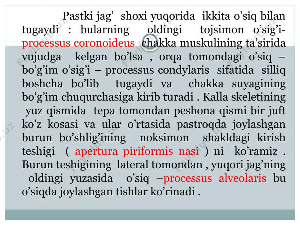 pastki jag’ anatomiyasi - Page 4