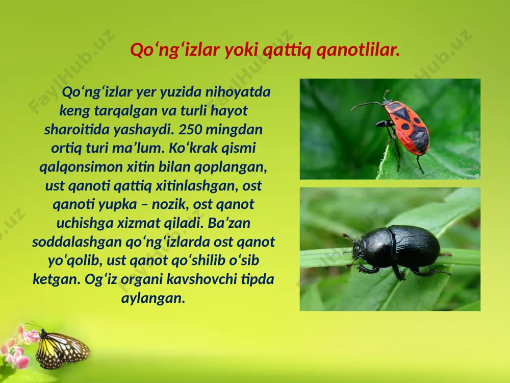 to‘liq o‘zgarish bilan rivojlanuvchi hasharotlar - Page 5