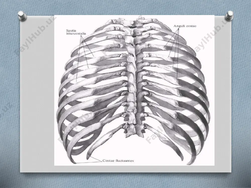 va akromionni(acromion) hosil qiladi. uning uchida o’mrov suyagi bilan birikadigan bo’g’im yuzasi (facies articularis acromialis) bor. kurakning oldingi qovurg'a yuzasi (facies costalis) biroz bukilgan kurak osti chuqurchasini (fossa subscapularis) hosil qiladi. unda shu nomdagi mushak yotadi. kurakning tashqi burchagi yo’g’onlashib yelka suyagi boshchasi bilan birlashadigan bo’g’im chuqurchasini (cavitas glenoidalis) hosil qiladi. uning yuqori tomonida bo’g’im usti bo’rtig’i (tuberculum supraglenoidale) bo’lib, undan yelka ikki boshli mushagining uzun boshi payi boshlanadi. bo’g’im chuqurchasi ostidagi bo’g’im osti bo’rtig’idan (tuberculum infraglenoidale) yelka uch boshli mushagining uzun boshi boshlanadi. bo’g’im chuqurchasidan keyin toraygan kurak bo’yni (collum scapulae) bor. kurakning yuqori qirrasida o’ymasi (incisura scapulae) bo’lib, u bilan bo’yni o’rtasidan tumshuqsimon o’simta (processus corocoideus) ko’tarilib turadi. image1.jpeg image2.png image5.png image6.png image7.png image8.png image9.png image10.png image11.png image12.png image13.png image14.png image15.png image16.png image17.png image18.png image19.png image20.png image21.png image22.png image23.png image24.png image25.png image26.png /docprops/thumbnail.jpeg