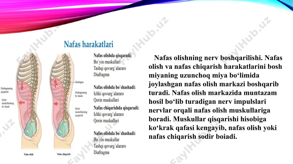 ishning nafas olish organlariga ta’siri tamaki tutuni tarkibida nikotin, is gazi, sinil, sionid kislota, benzopiren, qurum kabi organizm uchun juda zararli uch mingdan ortiq zaharli moddalar bor. chekishda bu moddalar og‘iz bo‘shlig‘i, nafas yo‘llari va o‘pka alveolalari shilliq pardasiga o‘tib, ularni yallig‘lantiradi (50-rasm). natijada shilliq parda himoya funksiyasi pasayadi, o‘pka alveolalari va qon tomirlari elastikligi kamayishi e`tiboringiz uchun rahmat! image2.png image3.png image4.png image5.png image6.png image7.jpeg image8.png image9.jpeg image10.png image11.jpeg image1.png