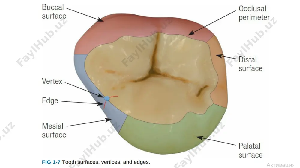 count 3 grooves → triangular fossa 4 grooves → four-sided fossa 🔸 key maxillary molar features central fossa buccal groove central developmental (mesiodistal) groove distopalatal groove oblique ridge maxillary first left molar maxillary premolars maxillary first premolar central groove: slightly palatal, separates buccal and palatal structures buccal cusp > palatal cusp mesial concavity may break the marginal ridge supplemental grooves may extend toward palatal cusp triangular ridges usually subtle maxillary second premolar maxillary second premolar central groove: centered both mesiodistally and buccopalatally groove is shorter than in the first premolar marginal ridges: wider space supplemental grooves: highly variable anatomy molars maxillary first molar – key occlusal features central fossa centered on occlusal surface central pit located by intersecting cusp line and intercuspal groove occlusomesial & occlusobuccal grooves run perpendicularly from central fossa distal fossa near buccopalatal midpoint, 1.5–2 mm from distal margin distopalatal groove runs mesiopalatally, parallel to mesiopalatal cusp …