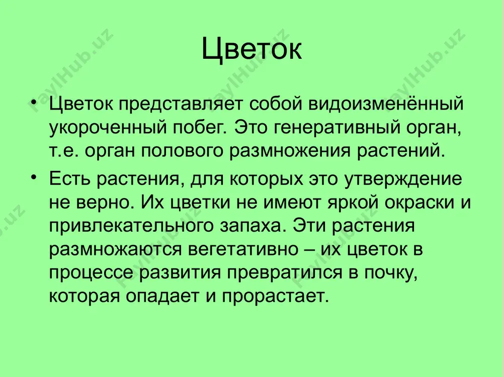 то растение образует в земле огромный клубень, достигающий полуметра в диаметре и 40 кг веса. от клубня отходит очень короткий и толстый зелёный стебель, на котором развивается громадное соцветие – початок, снаружи покрытое чашеобразным гофрированным покрывалом соответствующего размера, причудливо окрашенным в зеленовато – буро – красные тона. впервые вырастить аморфофалус титанический в искусственных условиях удалось лишь в 1937 году а в нью – йоркском ботаническом саду. из – за отвратительного запаха рабочие, ухаживающие за растением, работали в противогазах, а после работы меняли одежду. аморфофаллус титанический