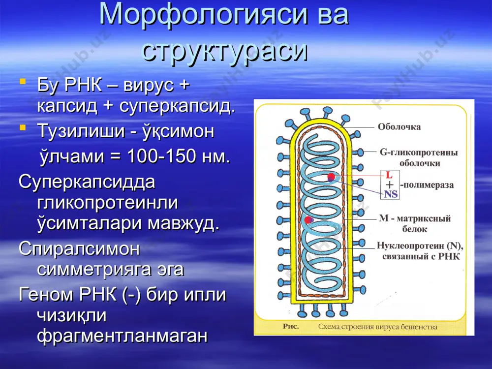 типи-кубсимон, таркибида 4 оқсил бўлиб, ҳар бирида 60 копияси бор. булардан 3 си ташқий капсидда 4 чиси эса ичкий капсидда жойлашган антиген жиҳатдан вирусни 3 та типи учрайди. одам учун энг патогени 1 тип хисобланади 3 чи типи кам холларда касаллик келтириб чиқ. вирусни репрадукцияси вирусни сезгир ҳужайраларга адсорбцияси ҳужайрага кириши,капсиднипарчаланиши ва рнк ажралиши вирус репликацияси врнк –к рнк – врнк янги хосил бўлган вирус ҳужайрати цитолизга учратиб чиқади. битта вириондан 150 000 та вирион хосил бўлади вирусни яна асосий хусусиятларидан бири нерв ҳужайраларига трапизми хисобланади, ҳаракат нервларини лизисга учратади. эпидемиологияси касаллик манбаси одамлар асосий юқиш йўли нажас ўғиз орқали инкубацион даври 3 - 7 кун базида 40 кун. вирус инкубацион даврни охирида кўплаб ташқий муҳитга чиқарилади юқтириш факторлари асосан сув. ифлос қўллар,болаларда ўйинчоқлар орқали патогенези вирусни кириш дарвозаси оғиз ва ичак шиллиқ қаватлари врус шу ерда эпителия ҳужайраларида кўпайяди ва регионал лимфа тугинларга ва қонга ўтиб вирусимия кузатилади бу …