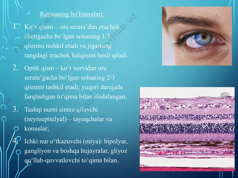 anish anomaliyasiga kiradi. ofthalmologik tekshiruvda ular oq, porloq, radially joylashgan chiziqlar sifatida ko‘rinadi, ko‘r nervi diskidan perifieriyaga qarab yo‘l oladi. odatda, ularning mavjudligi hech qanday simptomlarga olib kelmaydi, ammo ba’zan ko‘rish maydonida skotomalar (ko‘rish nuqtalari) paydo bo‘lishi mumkin. tug‘ma qon tomir anomaliyalari quyidagi shakllarda namoyon bo‘ladi: uzumzorli angiomalar, kappilyar gemangioma gippelya-lindau, koats kasalligi, prematurlik retinopatiyasi, to‘r pardaning kavernoz gemangiomasi, lebberning prosovid (miliyar) aneurizmalar, parafoveal teleangiektaziyalar, to‘r parda kapillyar gemangiomasi va boshqalar. guruh shaklidagi angiyoma – bir tomonlama anomaliya bo‘lib, uning ofthalmologik xususiyatlari orasida arteriyalar, venalar va arterio-venoz shuntlarning sezilarli darajada kengayishi va burilishlari mavjud. bu patologiyaning miyadagi qon tomir kasalliklari bilan birgaligi "vaburn-mazon sindromi" deb ataladi, bunda markaziy ko‘rish pasayadi. odatda, kasallik yomonlashmaydi. davolash o‘tkazilmaydi. koats kasalligi — tug‘ma qon tomir anomaliyalari bo‘lib, ularga to‘r pardadagi teleangiektaziyalar, mikro- va makroanevrizmalar kiradi, bu esa ekssudatsiyaga olib keladi, va vaqt o‘tishi bilan to‘r parda ajralishiga sabab bo‘ladi. koats kasalligi — bir tomonlama …