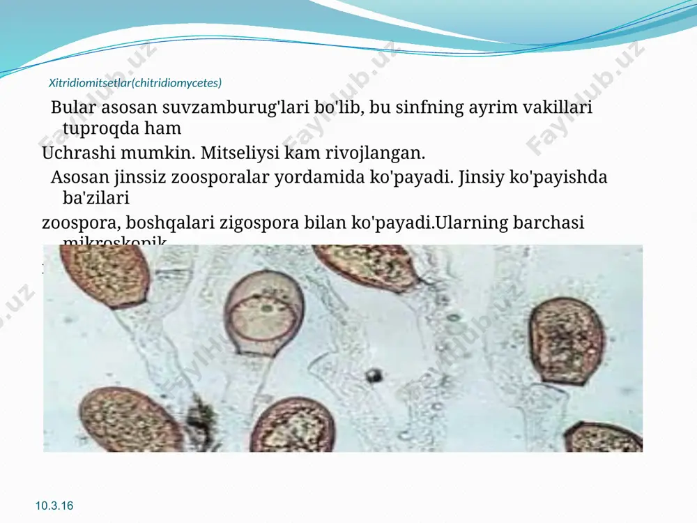 mog’or zamburug’i va uning ko’payish usullari - Page 5