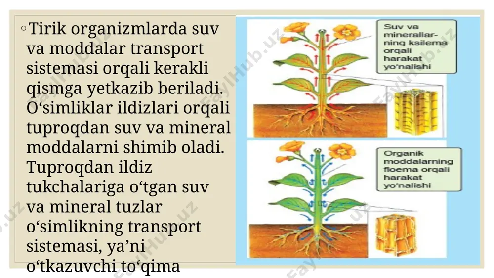 sh orqali tekshirish mumkin. puls yurak qisqarganda undagi qon tomirlarning tebranishidan hosil bo‘ladi. yurak minutiga necha marta qisqarsa, puls soni ham shuncha bo‘ladi. odam jismoniy mashq bilan shug‘ullanganda nafas olish va yurak urishi tezlashadi. pulsni qo‘l kaftining ichki yuzasida barmoq orqali o‘lchash mumkin. topshiriqlar 1. mavzuni o`qish 2. rasmlarni chizib kelish 3. kitobdan 1-,2-savollarni javob berish 4. tadqiqotni bajarib keling. image3.jpg image4.png image5.jpg image6.jpg image7.jpg image8.png image9.jpg /docprops/thumbnail.jpeg
