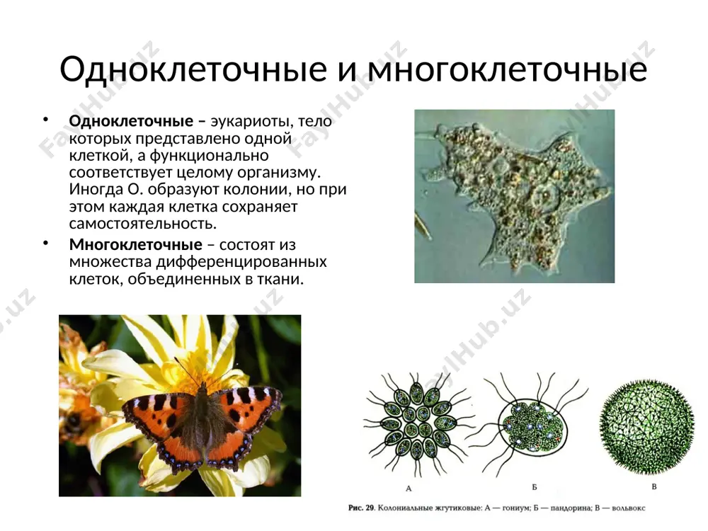 как минимум: макронуклеус (полиплоидный), микронуклеус (диплоидное). инфузория туфелька обитает в стоячих пресных водоемах. форма тела постоянна за счет пелликулы, тело покрыто рядами ресничек, их базальные тела связаны для синхронизации. есть клеточный рот, окруженный ресничками, рот ведет в глотку, где образуются пищеварительные вакуоли. непереваренные остатки пищи выбрасываются через специальное отверстие в пелликуле – порошицу. дыхание и выделение через всю поверхность. есть 2 сократительные вакуоли. вакуоль сложная: есть приводящие канальцы и центральный резервуар. сократительные вакуоли сокращаются попеременно. 2 ядра – вегетативное полиплоидное и генеративное диплоидное. при благоприятных условиях и. размножается делением – митозом. половой процесс – конъюгация – 2 особи обмениваются специально реорганизованными гаплоидными ядрами. затем ядерный аппарат восстанавливается. подцарство многоклеточные тип кишечнополостные общая характеристика. к. – многоклеточные двуслойные животные. ткани тела формируются из 2-х зародышевых листков: эктодермы и энтодермы, таким образом организация их тела соответствует строению гаструлы. между этими 2-мя слоями находится мезоглея. к. обладают лучевой (радиальной) симметрией. энтодерма образует кишечную …
