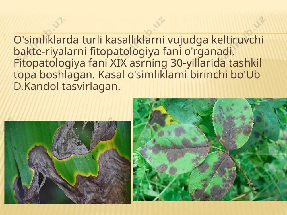 ardan ajratib olingan va mikroblarga qarshi ishlatiladigan moddalarga fitonsid nomini bergan. fitonsidlar juda ko'p o'simliklarda hosil bo'iadi, jumladan. aloeda, dukkakdoshlar dukkagida, turli g'ailadoshlarda, xantal (gor-chitsa), pomidor, xren, evkalipt, cheryomuxa, qayin shirasida uch-raydi. ayniqsa, piyoz va sarimsoqda fitonsidlar ko'p bo'iadi. ular bakteriyalar, aktinomitsctlar, zamburug'lar, sodda hayvonlar, ha-sharotlar va bakteriofaglarga salbiy ta'sir etadi. osyotr baiig'idan ckmolin deb nomlangan modda ajratib olingan va grippga qarshi ishlatilgan. tuxum oqida, so'lakda, ko'z yoshida, balg'amda lizotsim bo'lib, saprofit bakteriyalarni eritish xususiyatiga ega. image3.jpeg image4.png image5.jpeg image6.jpeg image7.jpeg image8.jpeg image9.jpeg image10.jpeg image11.jpeg image12.jpeg image13.jpeg image14.jpeg image15.jpeg image16.jpeg image17.jpeg /docprops/thumbnail.jpeg