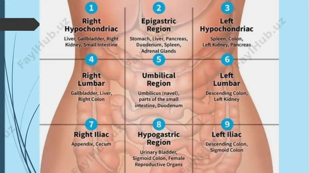 creasni qo’shimcha yo’li ductus pancreaticus accesorius papilla duodeni minorga ochiladi. yangi tug‘ilgan chaqaloqda oshqozon osti bezi juda kichkina bo‘lib, og‘irligi 2-3 g, uzunligi 4-6 sm, kengligi 1-2 sm, qalinligi 0,35 - 0,65 sm bo‘ladi. bola hayotining birinchi ikki oyida oshqozon osti bezi sekin o‘sadi, keyinchalik 6 oylik bo‘lgunicha tezlashib, bez massasi 2 barobar ortadi. bir yoshda 10 g, 3 yoshda 20 g bo‘ladi. keyingi davrlarda bezning o‘sishi sekinlashib, 10 yoshda og‘irligi 30 - 35 g ga yetadi. 14 yoshda 70-90 gr bo’ladi. qon bilan taminlanishi: a.pancreatoduodenalis superior- a.gastroduodenalis- a.hepatis communis-turuncus coleacus-aorta. a.pancreatoduodenalis inferior-a.mesenterica superior-aorta. a.pancreatici-a.lienalis-turuncus coleacus-aorta. taloq — (lien yoki splen)odam va umurtqali hayvonlarning qorin boʻshligʻidagi toq parenximatoz organ. asosiy qon rezervuarlaridan biri (qon "depo"si); qon yaratilishi, moddalar almashinuvida ishtirok etadi; immunobiologik va himoya funksiyasini bajaradi — antitelolar ishlab chiqaradi, bakteriya va toksinlarni tutib qolib, zararsizlantiradi, yashab bitgan eritrotsit va trombotsitlarni yemiradi. qonning hosil boʻlishi, buzilishi, qayta taqsimlanishida va organizmning …