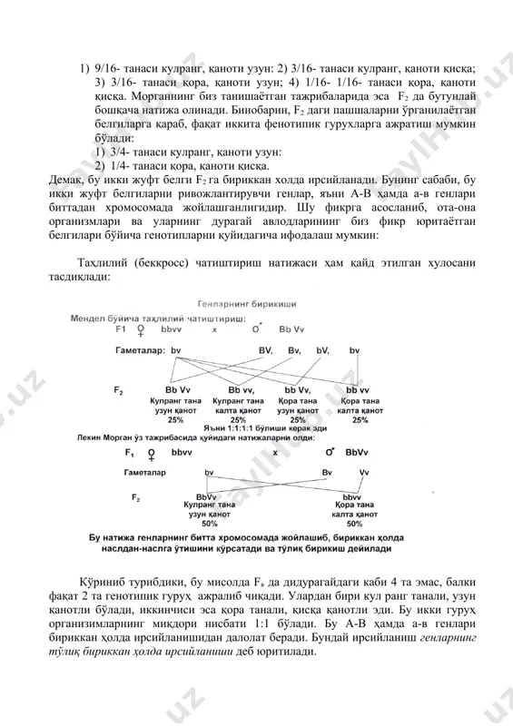 й авлодларининг биз фикр юритаётган белгилари бўйича генотипларни қуйидагича ифодалаш мумкин: таҳлилий (беккросс) чатиштириш натижаси ҳам қайд этилган хулосани тасдиқлади: кўриниб турибдики, бу мисолда fв да дидурагайдаги каби 4 та эмас, балки фақат 2 та генотипик гуруҳ ажралиб чиқади. улардан бири кул ранг танали, узун қанотли бўлади, иккинчиси эса қора танали, қисқа қанотли эди. бу икки гуруҳ организимларнинг миқдори нисбати 1:1 бўлади. бу а-в ҳамда а-в генлари бириккан ҳолда ирсийланишидан далолат беради. бундай ирсийланиш генларнинг тўлиқ бириккан ҳолда ирсийланиши деб юритилади. белгиларнинг тўлиқ бириккан ҳолда ирсийланиши маккажўхори ўсимлигида ҳам мукаммал ўрганилган. маккажўхорининг икки белгиси бўйича альтернатив (кескин фарқланувчи) фенотипга, гомозиготали генотипга эга бўлган навлари ўзаро чатиштирилди. она ўсимлигининг дони сариқ (сс) ва юзаси текис (аа), ота ўсимлигининг дони оқ рангсиз (сс), юзаси эса буришган (аа) бўлган. олинган дурагай авлодларида бу икки белги бўйича генетик таҳлил ўтказиш жуда қулай, чунки ота – она ўсимликларини чатиштириш натижасида она ўсимлигида ривожланган маккажўхори сўтасида …