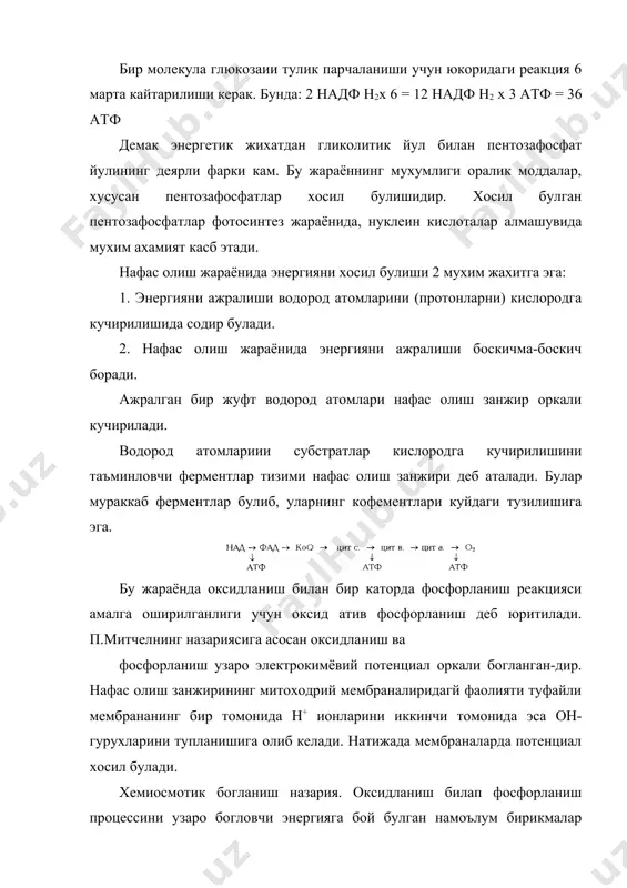 ташки кисми мусбат зарядга ва ички кисми манфий зарядга эга булиб. мембрананинг икки юзасида электр потенциаллари фарки вужудга келади. шундай килиб, нафас олиш занжиридаги оксидланиш реакцияларида ажралиб чикадиган химиявий энергия электр энергияга айланиб, мембрана потенциали сифатида тупланади. фосфорланиш процессида электрохимиявий потенциал адф ва фосфат кислотадан атф хосил булишини таъминлайди. митчел гипотезаси хам оксидланиш ва фосфорланиш системасидаги энергия бой булган х~у бирикма мавжудлигини инкор этмайди. бирок бу схемада х~у вазифасини кандайдир номаълум бирикма эмас, балки водород ионларининг электрохимиявий потенциали бажаради. мембраналарда хосил буладиган бу потенциал х~у моддага хос булган барча хусусиятларга эга. оксидланиш ва фосфорланиш механизмининг барча муаммоларини хемиосмотик гипотеза ёрдамида хал килиш мумкин эканлигини в.п.скулачев узининг бир катор тажрибаларида исботлади. текшириш учун саволлар: 1. нафас олиш жараёнида фосфорнинг ахамияти нимадан йборат? 2. электрон кучирувчи занжирни кискача таърифлаб беринг. . пентозафосфат йулида кандай асосий реакциялар амалга оширилади? нафас олиш жараёнининг кучли ёки суст бориши усимлик органларининг тури, ёшига боглик. масалан, унаётган …