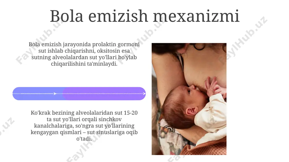 ko’krak bezi anatomiyasi. ko’krak bilan emizish mexanizmi - Page 4