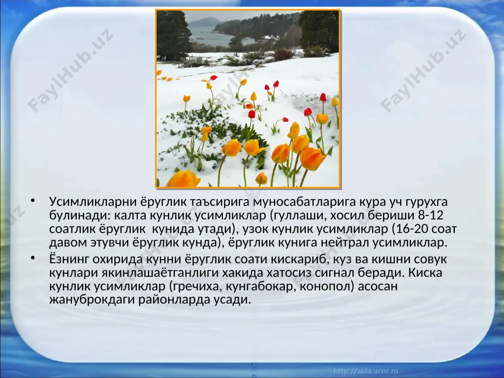 ар хаётида фотосинтезнинг ахамияти бекиёсдир. ёруглик спектридаги кук-фиолет, ультрафиолет сарик-кизил ранглар усимлик ривожига катта таъсир этади. ёруглик хайвонларни фаоллигига, уларда суткалик ва мавсумни маромини ритмни утишига катта таъсир этади (биологик соат). ерни уз уки ва куёш атрофида айланиши суткани ва мавсумни хосил булишига олиб келади. хар хил минтакаларда ёруглик хар хил. булут булганда ёруглик тушиши камаяди. ёругликни таъсири уни кучи ва микдорига богликдир. ёруглик таъсирига нисбатан усимликлар: ёругликни севувчи, коронгуликни севувчи, коронгуликка чидамли хилларга булинади. ёругликни севувчилар (гелиофит), очик, куёш яхши тегадиган жойларда усади. бир-бирига соя килмаслиги учун буйлари баланд булмайди. м: ток. сояни ёктирувчилар (сциофитлар), урмонларда дарахтларни соясида усувчи утчил усимликлар. ёругликни севувчилар ёруглик томон интилади, усади. масалан, кунгабокар. куп усимликларни куёш томондаги шохлари яхши усади. ёругликни севувчи усимликлар коронгуликда яхши усмайди. уларда фотосинтез кучли утади. хайвонларда ковакичаклилардан бошлаб ёругликни сезувчи махсус орган-куз ривожланган булади. улар кузлари ёрдамида мусбат фототаксис ва манфий фототаксис хусусиятига эга буладилар. хайвонлар кечаси ва …