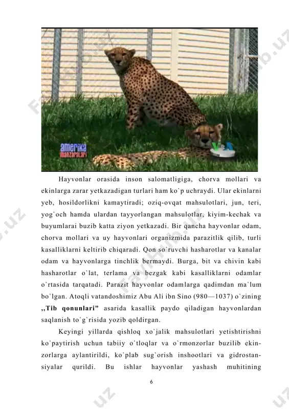 r ko'rsatmagan. hozirgi vaqtda quyidagi yo'qolib ketgan o'simlik turlarini sanab o'tish mumkin: barguzin shuvoq; kimning porloq; norvegiya astragalus; krasheninnikov chinor; potentilla volga; yaxshi yil oʻrmaladi; heather va boshqa o'simliklar. statistika yoʻqolgan oʻsimlik turlari har yili hisobga olinadi. statistik ma'lumotlar shuni ko'rsatadiki, har yili tropik tropik o'rmonlarning 1% yo'qoladi, hayvonlar va o'simliklarning 70 ga yaqin turi nobud bo'ladi. sayoz suvdagi biologik xilma-xillikning 10%, ya'ni marjon riflari yo'q bo'lib ketdi. keyingi o'n yil ichida yana 30% yo'qoladi, deb ishoniladi. bunday oʻzgarishlar iqlimning koʻp oʻzgargani, suvlarning ifloslanganligi, koʻp sonli rif baliqlarining ovlanishi natijasida yuzaga keladi. rossiyada yoʻqolib ketish xavfi ostida turgan oʻsimlik turlari qattiq himoya ostida. bunga quyidagilar kiradi: amur baxmal; boxwood; oddiy yew; pitsunda qarag'ayi; lotus va boshqa turdagi butalar, daraxtlar, oʻtlar, qizil kitobga kiritilgan. agar siz ushbu o'simliklarning tegishli himoyasini yaratmasangiz, kelajakda bu butunlay beqarorlikka olib keladi. axir ekotizimda oziq-ovqat zanjiri mavjud. bir turning yoʻq boʻlib ketishi natijasida tabiatning boshqa aholisining …