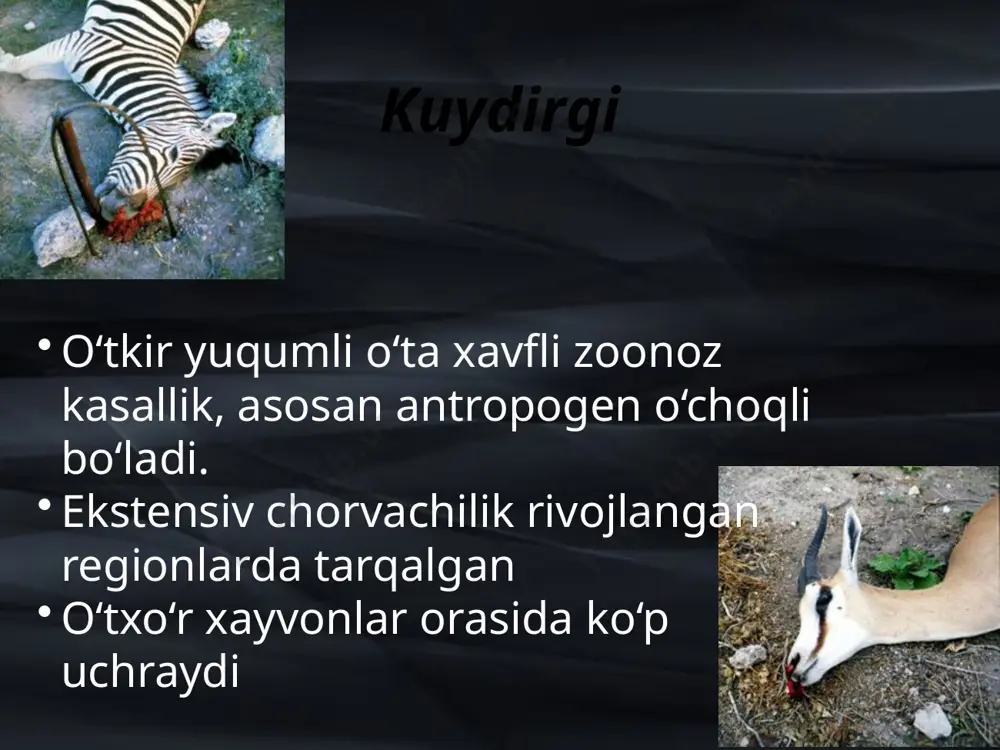 anlarni asosiy qismi qishloq axolisidir (95% gacha); kasbiy faoliyat bilan yaqqol bog‘liq bahor-yoz mavsumiyligi yaqqol ko‘rinadi; xududiy bog‘liqlik yaqqol ko‘rinadi yuqish yo‘llari teri (yarali) formasi bevosita kontakt va qonxo‘r xashoratlarni chaqishi shuningdek muloqot va alimentar orofaringeal va ichak (abdominal)formasi ingalyatsion(aerogen) o‘pka/mediastinal formasi infeksiya manbai bo‘lib kasallangan o‘txo‘r xayvonlar, rezervuar bo‘lib tuproq xizmat qiladi kuydirgini abdominal shakli kuydirgining ichak (yoki abdominal) shaklida ichaklarni jaroxatlanishi kuydirgi kasalligini shakllari teri (yarali) pnevmonik (o‘pka,mediastenal) ichak (abdominal) orofaringeal (og‘iz-xalqum , anginoz) dog‘-pufakcha-pufak o‘rtacha 1 – 3 kunlar 11-14 kunli inkubatsion davrdan so‘ng pufakcha, so‘ng vezikula, keyinchalik gemorragik pufakchalarga aylanuvchi dog‘lar paydo bo‘ladi yaralar yiringlashi mumkin (ikkilamchi infeksiya oqibatida) papula -pufakcha -yaracha ikkita teri affekti 1 bosqichda-papula-pufakcha; 2 bosqichda-pufakcha-yaracha mahalliy bo‘yin limfadeniti pufak - yara birlamchi teri affekti–pufakni yaraga aylanishi yaralar - 4 – 8 kunlar markazi nekrozli papula-pustula-yara atrofi og‘riksiz, jelesimon shish qora qo‘tir atrofida ikkilamchi vezikulalar shakllanishi mumkin kuydirgini teri shakli yara bosqichidagi birlamchi …