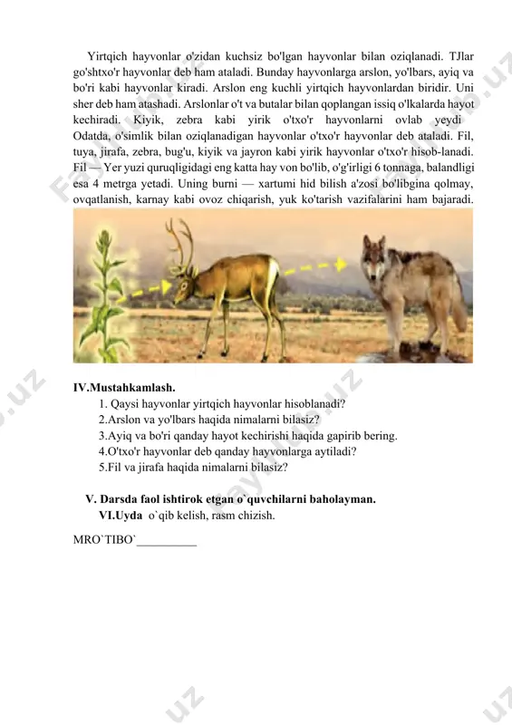 ra kabi yirik o'txo'r hayvonlarni ovlab yeydi odatda, o'simlik bilan oziqlanadigan hayvonlar o'txo'r hayvonlar deb ataladi. fil, tuya, jirafa, zebra, bug'u, kiyik va jayron kabi yirik hayvonlar o'txo'r hisob-lanadi. fil — yer yuzi quruqligidagi eng katta hay von bo'lib, o'g'irligi 6 tonnaga, balandligi esa 4 metrga yetadi. uning burni — xartumi hid bilish a'zosi bo'libgina qolmay, ovqatlanish, karnay kabi ovoz chiqarish, yuk ko'tarish vazifalarini ham bajaradi. iv.mustahkamlash. 1. qaysi hayvonlar yirtqich hayvonlar hisoblanadi? 2.arslon va yo'lbars haqida nimalarni bilasiz? 3.ayiq va bo'ri qanday hayot kechirishi haqida gapirib bering. 4.o'txo'r hayvonlar deb qanday hayvonlarga aytiladi? 5.fil va jirafa haqida nimalarni bilasiz? v. darsda faol ishtirok etgan o`quvchilarni baholayman. vi.uyda o`qib kelish, rasm chizish. mro`tibo`__________ image1.png