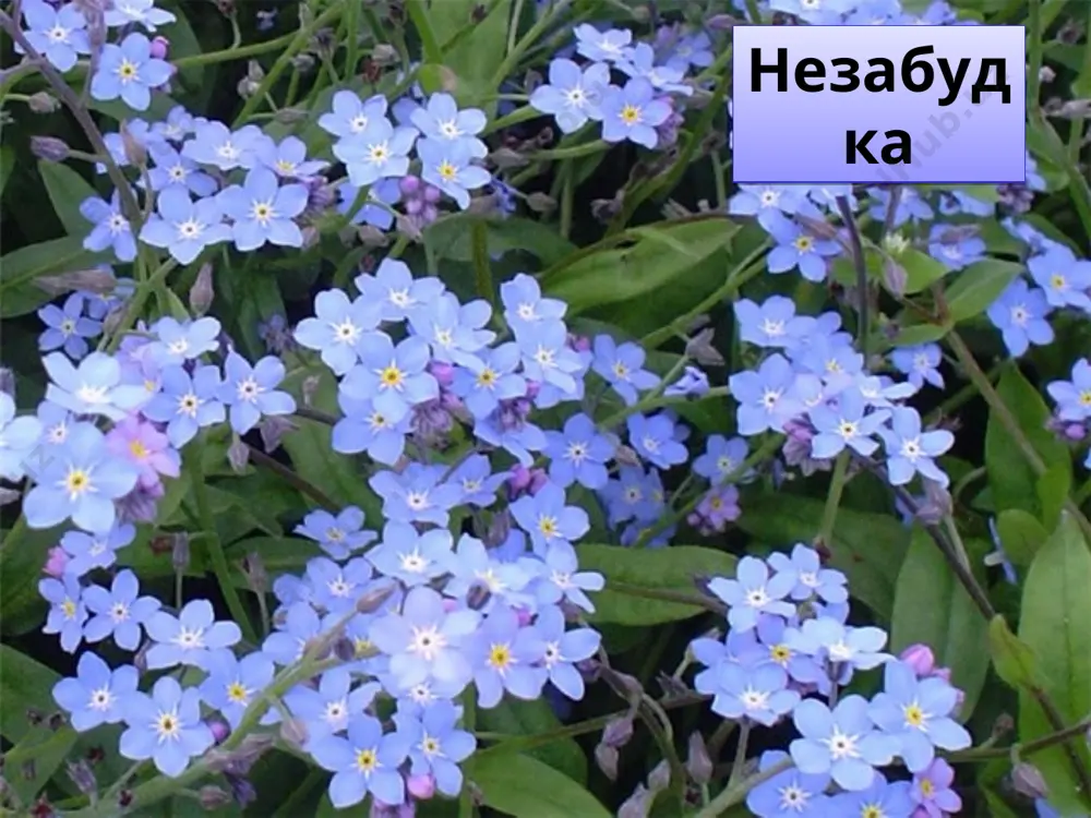 путешествие в мир лекарственных растений - Page 4