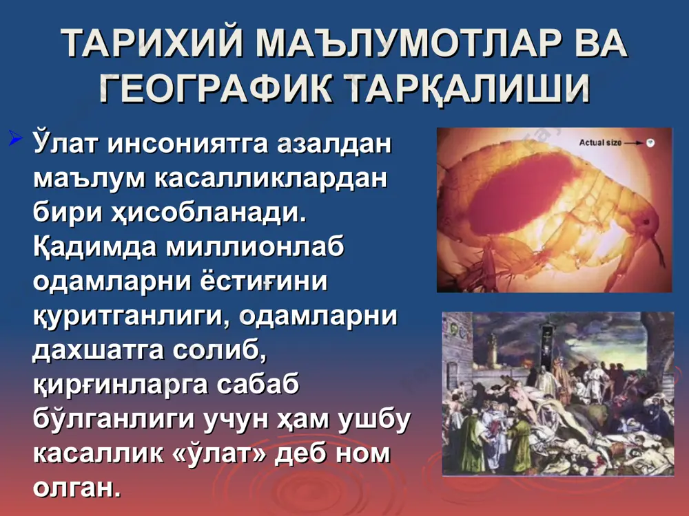 - тожикистон давлати билан чегарадош ўлатнинг тоғли табиий ўчоғи (қашқадарё ва сурхондарё вилоятлари) – 0,08 млн.га. тарихий маълумотлар ва географик тарқалиши ўлат касаллигининг қўзғатувчиси биологик қурол сифатида фойдаланилиши мумкин. татарлар 1346 йилда уруш пайтида ўлатни тарқатиш мақсадида ўлатдан ўлган одам жасадини кафу шаҳрига, иккинчи жаҳон уруши даврида эса япония хитойнинг нингхо шаҳрига ўлат қўзғатувчиси билан зарарланган бургаларни ташлаганлар. этиологияси ўлат қўзғатувчиси (yersinia pestis) yersinia ва entrerobacteriaceae оиласига мансуб бўлиб, ўлчами 0,3-0,5мкм. ўлат бактерияси спора ҳосил қилмайди, хивчинлари йўқ, ҳаракатсиз. барча анилин бўёқлари билан яхши бўялади, грам манфий. лёффлер кўки ёки романовский – гимза бўёқлари билан бўялганда, биполярлик хусусиятига эга бўлиб, яққол кўзга ташланади. қўзғатувчи гўшт – пептонли бульон ва агарда (рн 7,0 – 7,2) 28 – 370с ҳароратда яхши ўсади. yersinia pestis ўзида термостабил соматик, термолабил капсула ва бошқа 30 га яқин антигенларни сақлайди. этиологияси (давоми) ўлат қўзғатувчиси ташқи муҳитга унча чидамли эмас, +220с да 4 ой давомида тирик сақланади, …