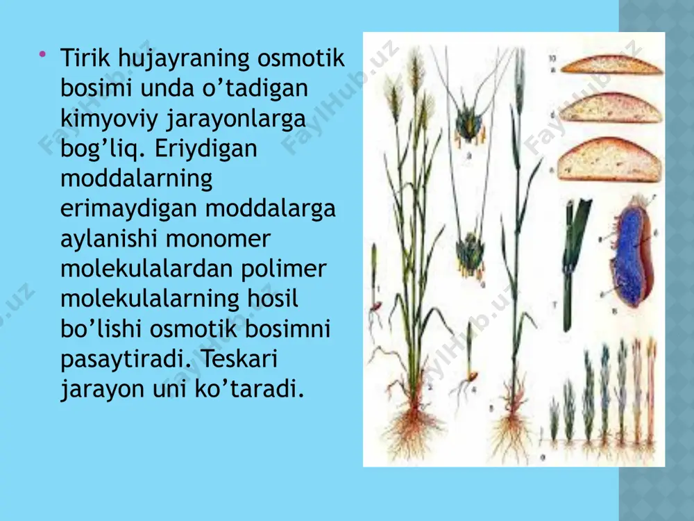 suvning tuzilishi, xususiyatlari va biologik funksiyasi - Page 5