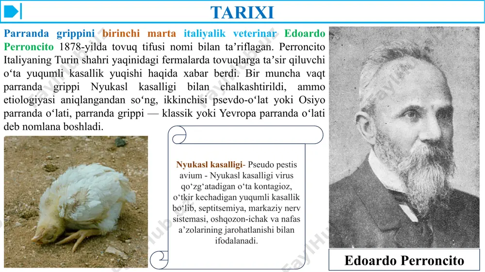 s olish yo'llari sekretsiyasi va kasal qushlarning najasida to'kiladi. u atrof-muhitda, ifloslantiruvchi yuzalar va suv manbalarida ham saqlanib qolishi mumkin. virus traxeya, bronxlar va o'pkada nafas olish epitelial hujayralari yuzasida sialik kislota retseptorlariga yopishadi. 2. virusning replikatsiyasi: virus xost hujayralariga biriktirilgandan so'ng, hujayralarga retseptor vositachiligidagi endositoz orqali kiradi. xost hujayra ichida virus rnksi sitoplazmaga chiqariladi. virusli rnk segmentlari virusli rnkga bog'liq rnk polimeraza tomonidan transkripsiyalanadi va replikatsiya qilinadi, bu virusli mrnk va genomik rnk ishlab chiqarishga olib keladi. virusli oqsillar, jumladan gemagglutinin (ha), neyraminidaza (na) va boshqalar xost hujayra apparati yordamida sintezlanadi. 3. yorilishi va patologiyasi: parranda grippi virusining nafas olish epiteliy hujayralarida koʻpayishi hujayralar oʻlimiga va nafas yoʻllarining shikastlanishiga olib keladi. bu nafas olish epiteliysining yallig'lanishi, nekrozi va yaralanishiga olib kelishi mumkin, bu yo'tal, hapşırma, burundan oqindi va nafas olish qiyinlishuvi kabi klinik belgilarni keltirib chiqarishi mumkin. og'ir holatlarda virus boshqa organlarga tarqalishi mumkin, bu tizimli infektsiyaga va ko'p …