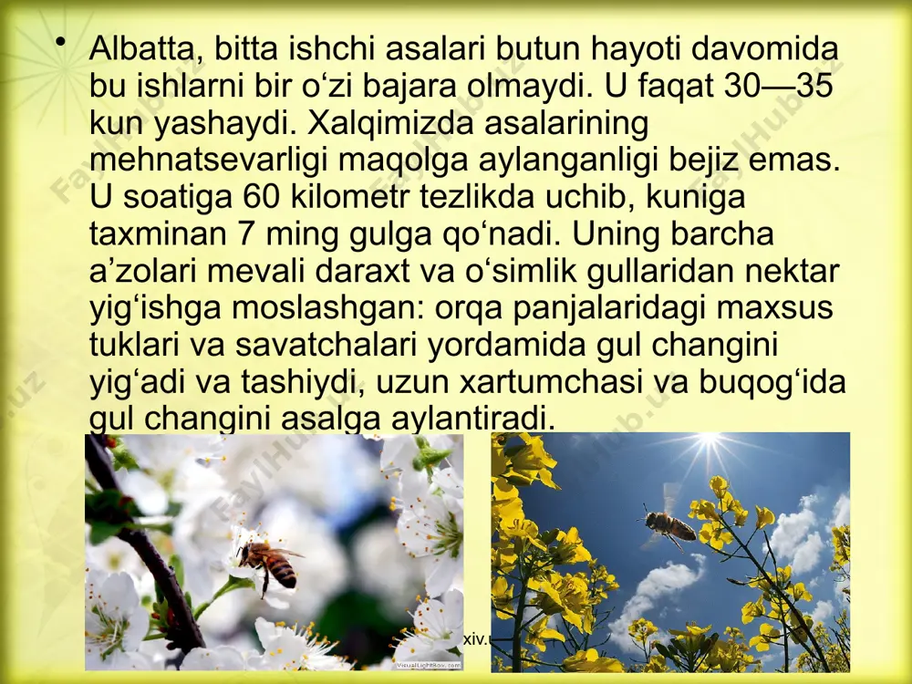 asalari - Page 4