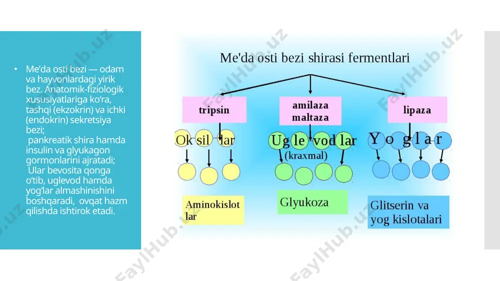 - teglar: tibbiyot, endokrin, ovqat hazmi, hayvonlar, organizm - Page 5