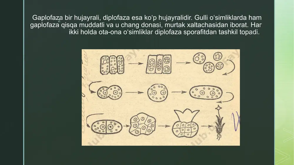 o’simlik va hayvonlarda nasillarning gallanishi - Page 3