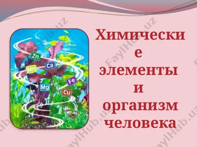 mikro va makro elementlar haqida ma'lumotlar — PPTX