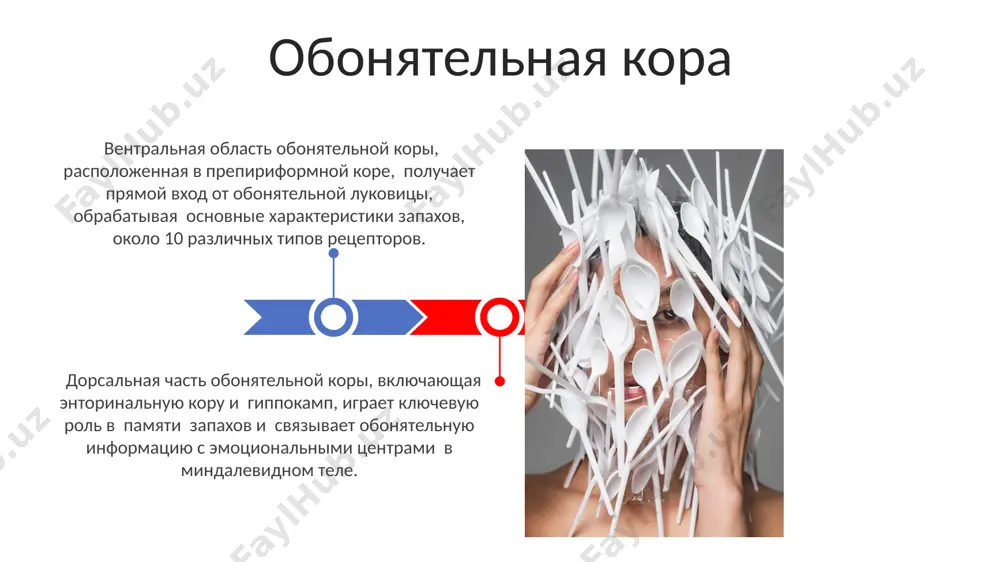 чевая структура обработки запахов, получает около 10 миллионов аксонов от 6 миллионов обонятельных рецепторных нейронов, расположенных в обонятельном эпителии носовой полости. микроворсинки обонятельных рецепторных нейронов, расположенные в слизистой оболочке носа, содержат около 10-20 рецепторов для обнаружения специфических одорантов, обеспечивая распознавание тысяч запахов. вспомогательные структуры амигдала и гиппокамп взаимодействие амигдалы и гиппокампа, расположенных в медиальной височной доле, в обработке обонятельной информации способствует появлению сильных эмоционально заряженных воспоминаний; например, запах определённого места может мгновенно вызвать яркие чувства. гиппокамп, расположенный в височной доле мозга, играет критическую роль в консолидации долговременной памяти, включая обонятельную, интегрируя 5-10 различных сенсорных входов, что помогает формировать контекстуальные воспоминания, ассоциируемые с определенными ароматами. спасибо за внимание @taqdimot_robot image4.jpg image5.jpg image6.jpg image7.jpg image8.jpg image9.jpg image10.jpg image11.jpg image12.jpg image13.jpg image1.jpeg image2.jpeg