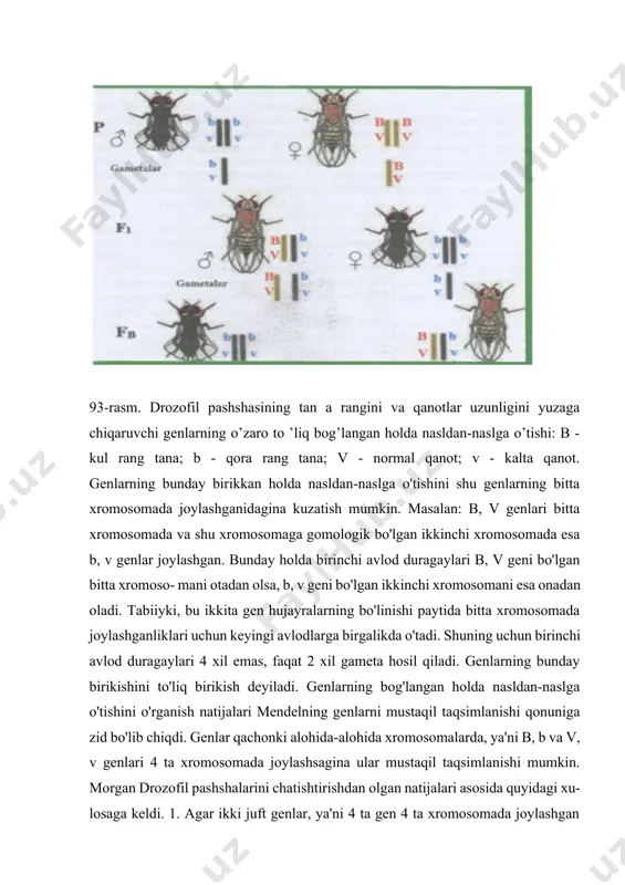 hi genlarning o’zaro to ’liq bog’langan holda nasldan-naslga o’tishi: b - kul rang tana; b - qora rang tana; v - normal qanot; v - kalta qanot. genlarning bunday birikkan holda nasldan-naslga o'tishini shu genlarning bitta xromosomada joylashganidagina kuzatish mumkin. masalan: b, v genlari bitta xromosomada va shu xromosomaga gomologik bo'lgan ikkinchi xromosomada esa b, v genlar joylashgan. bunday holda birinchi avlod duragaylari b, v geni bo'lgan bitta xromoso- mani otadan olsa, b, v geni bo'lgan ikkinchi xromosomani esa onadan oladi. tabiiyki, bu ikkita gen hujayralarning bo'linishi paytida bitta xromosomada joylashganliklari uchun keyingi avlodlarga birgalikda o'tadi. shuning uchun birinchi avlod duragaylari 4 xil emas, faqat 2 xil gameta hosil qiladi. genlarning bunday birikishini to'liq birikish deyiladi. genlarning bog'langan holda nasldan-naslga o'tishini o'rganish natijalari mendelning genlarni mustaqil taqsimlanishi qonuniga zid bo'lib chiqdi. genlar qachonki alohida-alohida xromosomalarda, ya'ni b, b va v, v genlari 4 ta xromosomada joylashsagina ular mustaqil taqsimlanishi mumkin. …