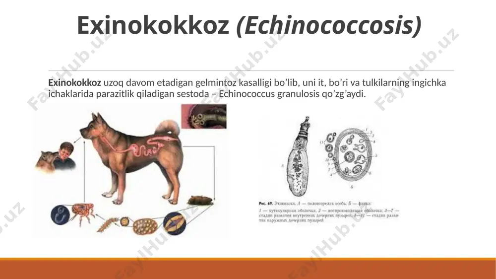ydigan manba mol so’yadigan korxonalar hisoblanadi. klinik belgilar. itlarda ichak exinokokkozi kasalligining belgilari yetarlicha o’rganilmagan, tajribada ko’p exinokokk skolekslari yuqtirilgan itning qorni kattalashadi, ishtahasi pasayadi va ayrim vaqtlarda 1,5-2 oydan keyin halok bo’ladi. bunday itlar o’ligi yorib ko’rilganda uning ingichka ichaklarida ko’p miqdorda exinokokk lentalari borligi aniqlanadi. tashxis. itlarning exinokokkoz kasalligi axlatida yetilgan exinokokk lentasi yoki bo’g’inlari borligiga qarab aniqlanadi. hayvonning ichi ketishi bilan darhol axlati olinib yaxshi berkiladigan shisha idishga solib tekshirish uchun laboratoriyaga yuboriladi. oldini olish. oldini olish uchun birinchidan, daydi itlarni, bo’ri va tulkilarni tugatish; ikkinchidan, xo’jalikdagi qo’riqlovchi va ov itlari hamda boqilayotgan tulkilardagi exinokokk gelmintlarini yo’qotish va uchinchidan, so’yilgan mollarning exinokokk pufaklari bilan zararlangan organ va to’qimalarini yo’qotish yoki yuqumsizlantirish kerak. buning uchun hamma daydi itlarni yo’qotish uchun maxsus brigadalar tuziladi; exinokokk tashuvchi yirtqichlarni yo’q qilish maqsadida ovchilar bilan shartnoma tuziladi va yirtqichlar otib tashlanadi. turli xo’jaliklarda mol qo’riqlaydigan itlar ro’yxatga olinadi. multisepidoz (multicepstosis) senuroz – …