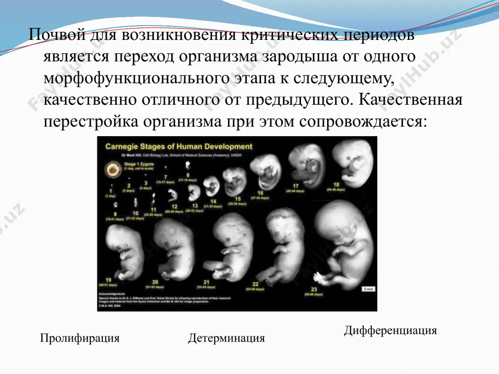 критические периоды развития - Page 5