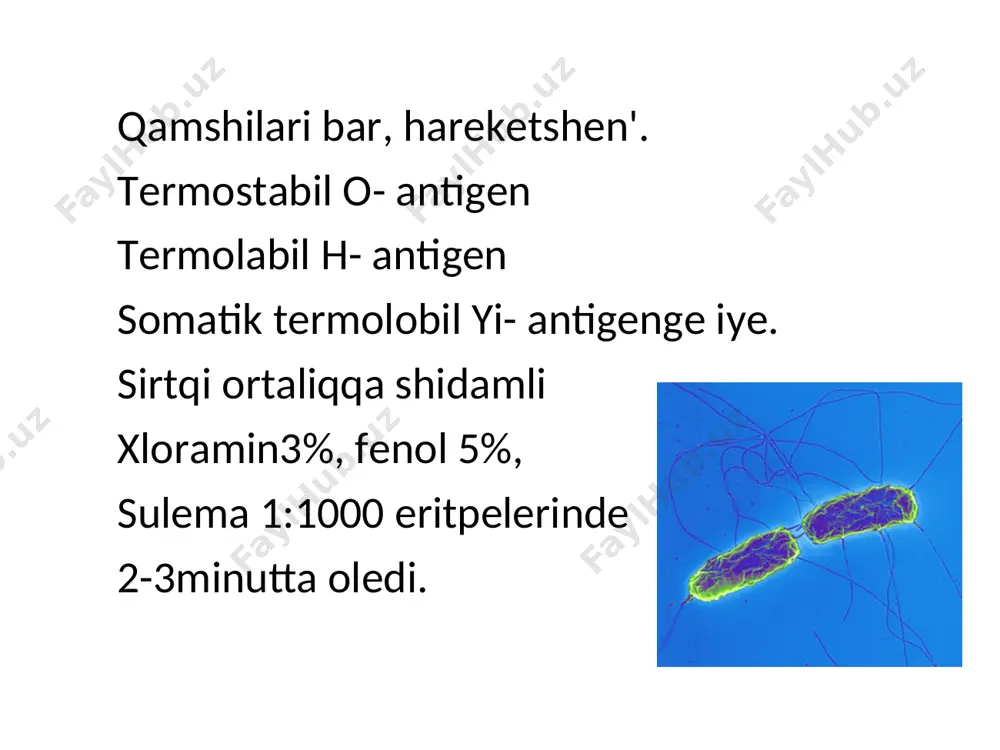 eriledi ha’m basqa da belgiler de tez ju’zege shig’adi. intoksikaciya belgileri ku’sheyip baradi. nawqastin’ basi qatti awriydi, ishteyi uliwma jog’aladi, uyqisi buziladi. bas awriwi ha’m uyqinin’ buziliwi qarin tifine ju’da xarakterli belgi bolip esaplanadi. bas awiriw, ishteyi jog'aliwi, da'rmani quriw, denesi uyisiw, temperatura ko'teriliwi menen ju'zege shig'ip, nawqaslar siniqqan, terisi issi qurg'aq, puls salistirmali bradikardiya, ab to'menlegen, til qalin'lasip qaptalinda tis izleri, aq-ku'lren' karash (nalet) penen qaplang'an, jutqin qizarg'an, mindalina bezleri isingen, meteorizm, ileocekal bo’limde awiriw gu’zetiledi. gepatosplenomegaliya, sidikte ( proteinuriya, mikrogematouriya, cilindruriya), al qanda bolsa leykopeniya, trombocitopeniya, anezinofiliya, salistirmali limfotsitoz, esht artiwi gu’zetiledi. meteorizm, qarni jumsaq, palpaciyada on’ janbas bo’liminde awriw (padalki simptomi) gu’zetiledi. ko’binese ish qatiw, biraq ish ketiwde boliwi mu’mkin («noqat sorpa» ko’rinisindegi da’ret) ha'wij aliw da'wiri intoksikatsiya joqarilap ku’sheyedi, nawqastin’ ahwali awirlasadi, 5-6 ku'n dawaminda temperatura 39-40 ( ayrim waqitlari 40-41 ha'm onnan joqari ko'teriledi.) temperatura betinde trapeciya ta’rizli ko'rinis payda boladi. bul vunderlix ati menen …