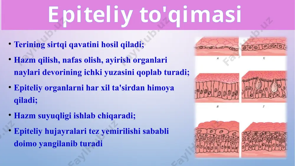 “to’qimalar, organlar va organizm” mavzusida 1 soatlik taqdimoti - Page 3