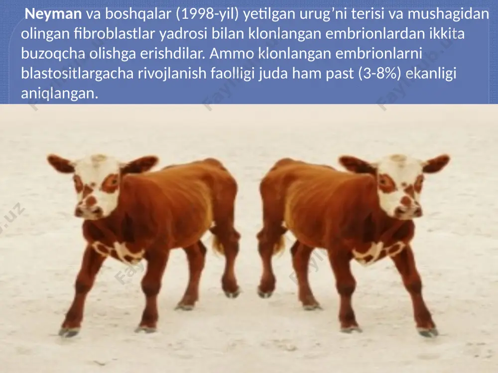 ni topgan. dront bu vii asrga kelib butunlay qirilib ketgan, uchmaydigan qushlardan biri. hozirda bu mo’jizaviy qushni klonlash orqali qayta tiklashga umid bor. www.arxiv.uz gigant qushlarni klonlash. qirilib ketgan gigant qushlarni klonlashga dastlab shubha bilan qarashgan. bu qushlarning suyaklaridan olingan genetik materiali shunaqa buzilganki, hatto hozirgi texnologiyalar bilan ham klonlashni amalga oshirib bo’lmaydi. bu ishlardan maqsad madagaskar epiornisi (fil qush) va yangi zelandiyalik tuyaqush moani qayta tiklash bo’lgan. dnk namunalari muzeylarda saqlangan fragmentlardan olingan. lekin olimlar kerak bo’lgan uzunlikdagi dnkni topa olishmadi va shuning klonlash jarayoni amalga oshirishga imkon bo’lmadi. lekin ba’zi olimlarning aytishicha kelgusi yillarda shunday yangi texnologiyalar ishlab chiqariladiki, bu texnologiyalar yordamida nobud bo’lgan dnk bo’lakchalarini qayta tiklash mumkin bo’ladi. bu tiklangan bo’lakchalar esa qarindosh bo’lgan turlarning dnkasiga ,,tikib’’ kiritildi. www.arxiv.uz mamontlarni klonlash yapon va rus olimlari yura davri filmlaridagidek tadqiqot yuritib, nasli tugab ketgan mamontlarni klonlashtirish ishlarini boshlashdi. sibirdagi mamont muzeyi tadqiqotchilari va yaponiya kinki universiteti olimlari …