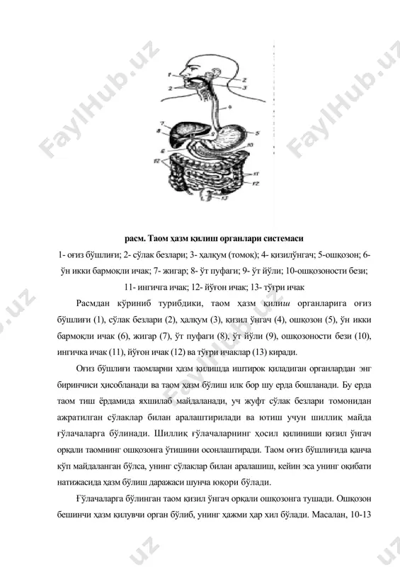 , чунки сув билан бирга ошқозонда таомларни ҳазм қиладиган ферментларнинг аксарият қисми ювилиб ўн икки бармоқ ичак орқали ингичка ичакка ўтиб кетади. унинг натижасида ошқозондаги таомлар ҳазм қилиш ферментларининг концентрацияси пасайиб кетади ва таомнинг ошқозонда туриш вақтида бу ерда парчаланадиган моддалар охиригача парчаланиб етмайди. унинг натижасида организм таомлар таркибий қисмларидан тўлиқ фойдаланмаслиги мумкин. ёғли таомларнинг организмда узоқ вақт давомида туриб қолиш сабаблари туғрисида адабиётларда тўлиқ маълумотлар йўқ. лекин мавжуд маълумотларга асосланиб шуни таъкидлаш мумкинки, таом ғўлачалари устидаги ёғ пардаси ошқозон сўлаклари таркибидаги ферментларнинг ғўлачалар ичига ўтишига анча «қаршилик» кўрсатади. натижада ошқозон безлари ферментлари таом билан узоқ вақт давомида аралашаолмайди. шу боисдан ҳам ёғли таомнинг ҳазм бўлиш жараёни ошқозонда кеч бошланади. таом ўн икки бармоқли ичакдан ўтиш даврида ошқозоности безининг сўлаклари ва ўт билан аралашади. ошқозоности безининг ферментлари таъсирида таомнинг ҳазм бўлиши давом этади. ўн икки бармоқли ичакдан тўғридан-тўғри ингичка ичакка ўтади. унинг узунлиги ҳар хил бўлиб, 5-6 м. ташкил қилади. …